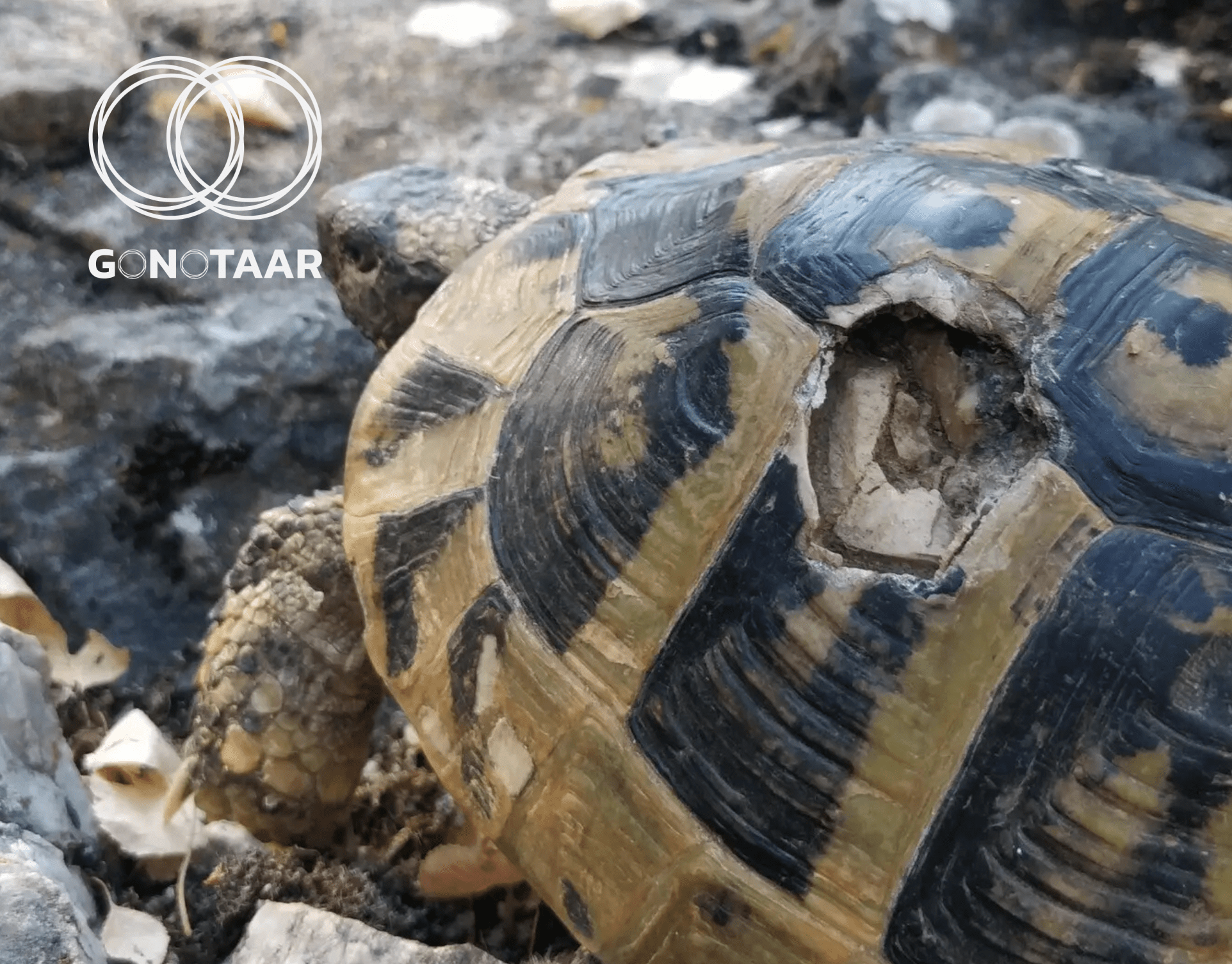 Golem Grad tortoises